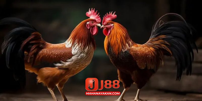 J88 đảm bảo an toàn thông tin khách hàng